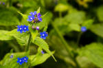 Anchusa Button
